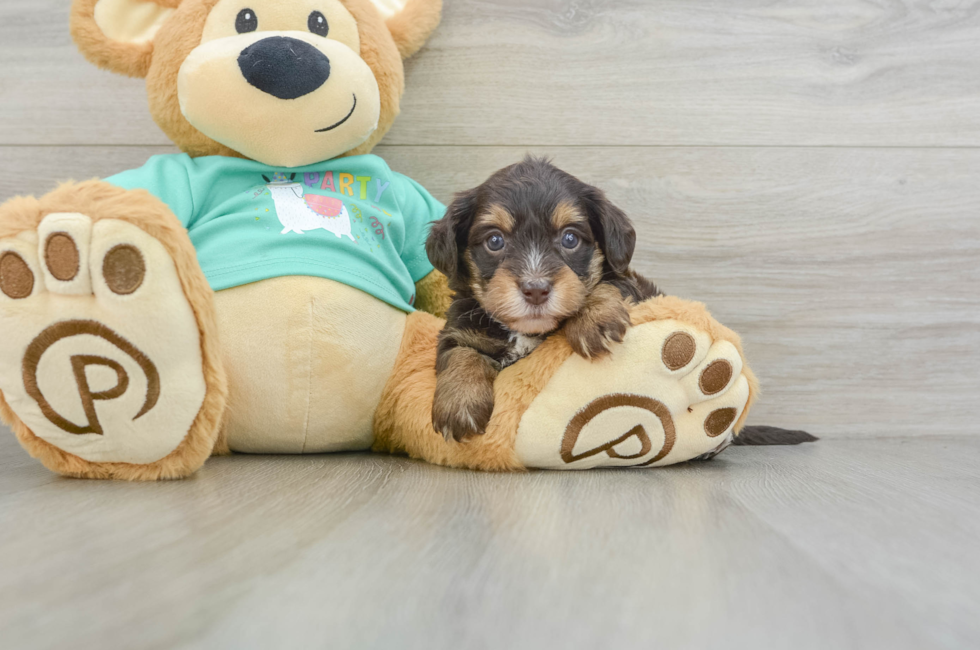 5 week old Yorkie Poo Puppy For Sale - Lone Star Pups