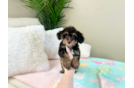 Yorkie Poo Pup Being Cute