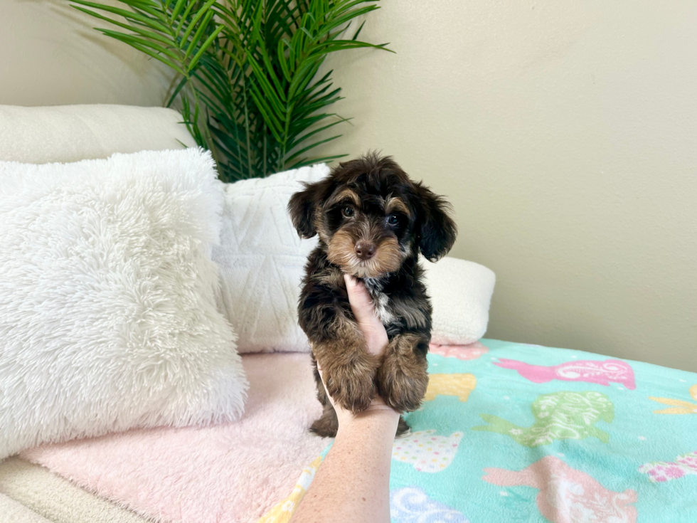 Yorkie Poo Pup Being Cute