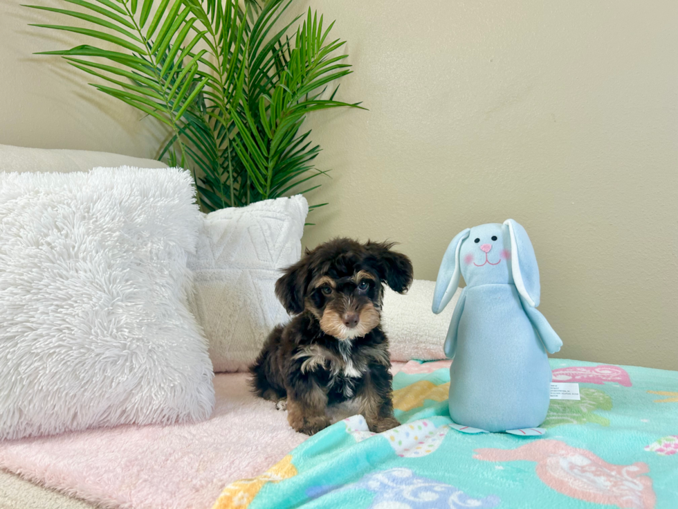 Cute Yorkie Poo Poodle Mix Pup