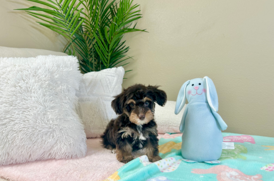 Cute Yorkie Poo Poodle Mix Pup