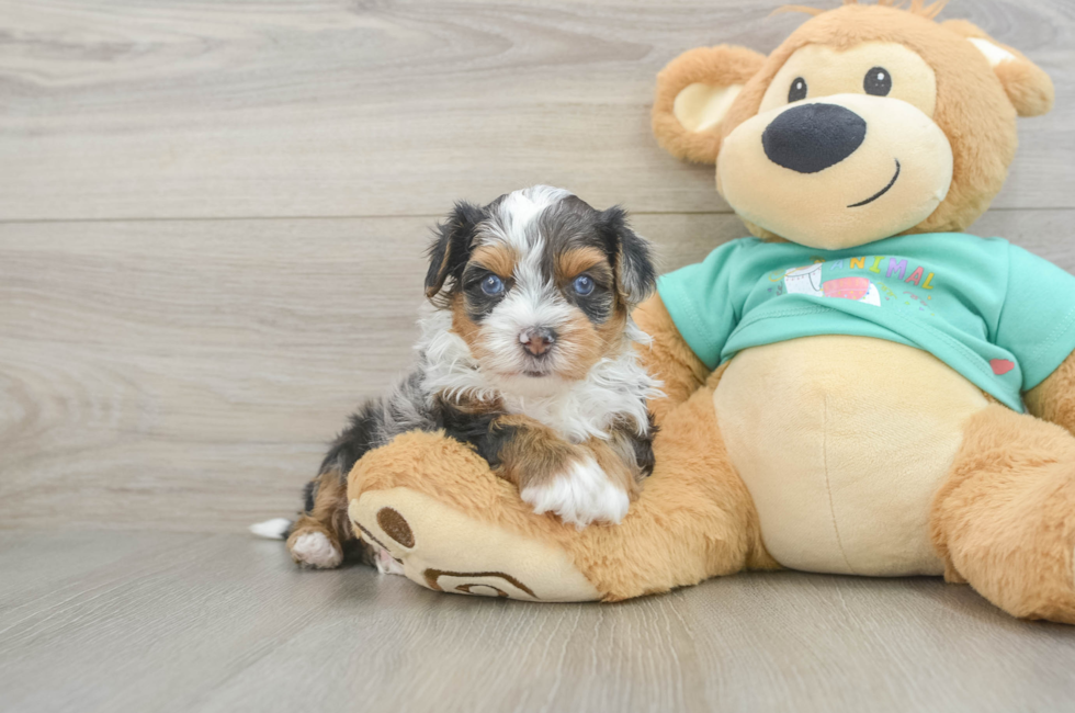 6 week old Yorkie Poo Puppy For Sale - Lone Star Pups