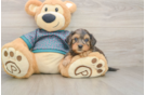 Energetic Yorkipoo Poodle Mix Puppy