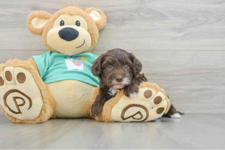 Popular Yorkie Poo Poodle Mix Pup