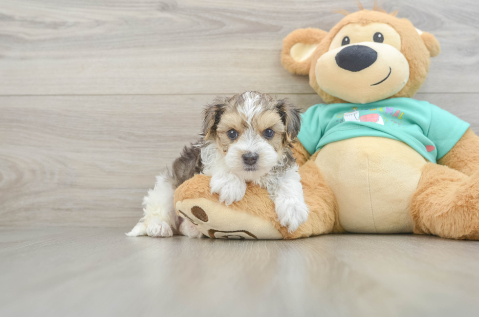 6 week old Yorkie Poo Puppy For Sale - Lone Star Pups