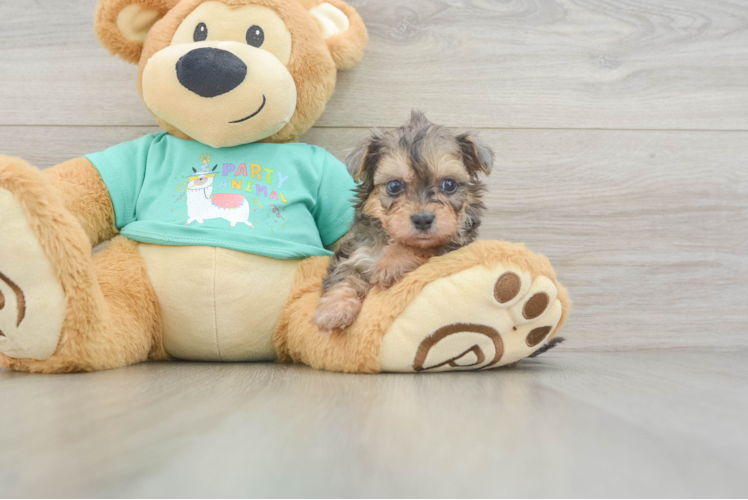Petite Yorkie Poo Poodle Mix Pup