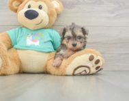 5 week old Yorkie Poo Puppy For Sale - Lone Star Pups
