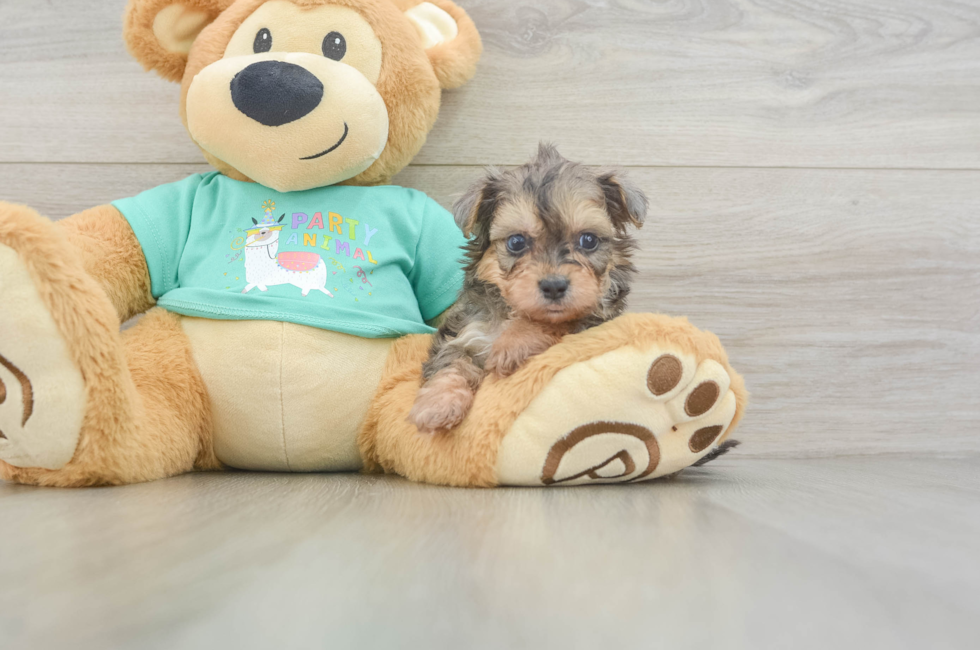 5 week old Yorkie Poo Puppy For Sale - Lone Star Pups