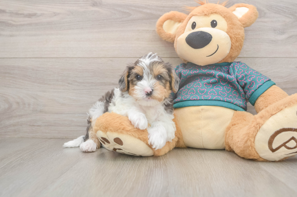 5 week old Yorkie Poo Puppy For Sale - Lone Star Pups