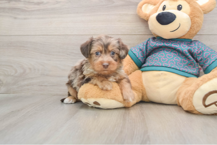 Yorkie Poo Puppy for Adoption