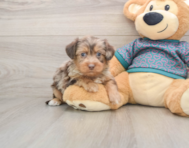 6 week old Yorkie Poo Puppy For Sale - Lone Star Pups