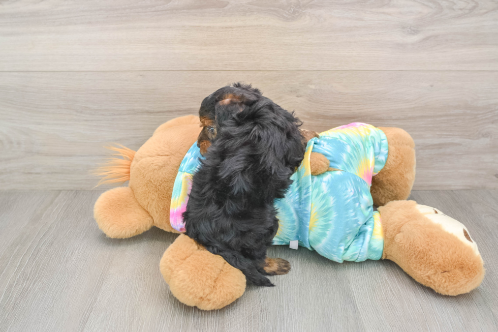 Fluffy Yorkie Poo Poodle Mix Pup