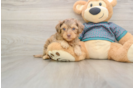 Fluffy Yorkie Poo Poodle Mix Pup
