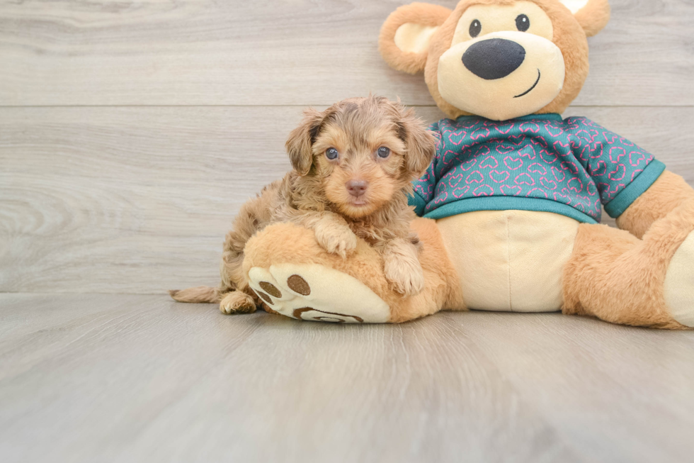 Fluffy Yorkie Poo Poodle Mix Pup