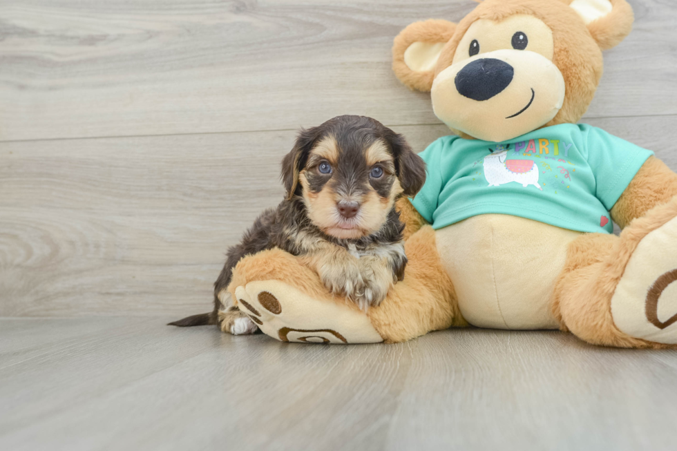 Yorkie Poo Pup Being Cute