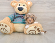 6 week old Yorkie Poo Puppy For Sale - Lone Star Pups