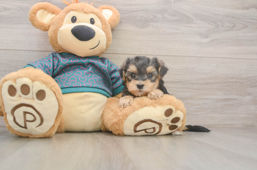 5 week old Yorkie Poo Puppy For Sale - Lone Star Pups