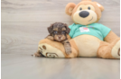 Smart Yorkie Poo Poodle Mix Pup