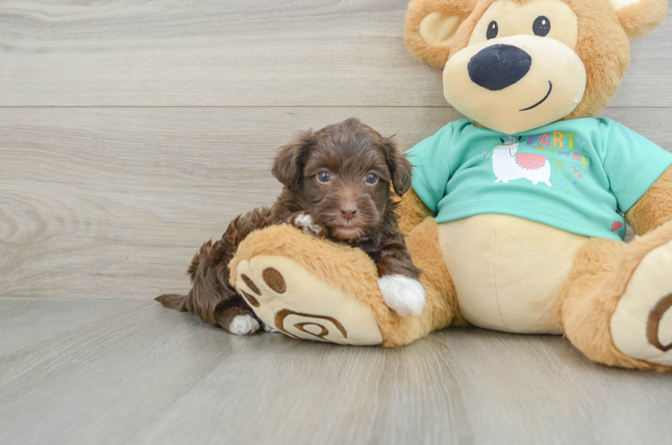 5 week old Yorkie Poo Puppy For Sale - Lone Star Pups