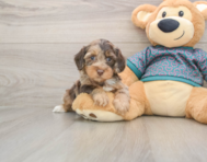 6 week old Yorkie Poo Puppy For Sale - Lone Star Pups