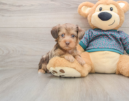 6 week old Yorkie Poo Puppy For Sale - Lone Star Pups