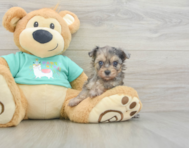 5 week old Yorkie Poo Puppy For Sale - Lone Star Pups