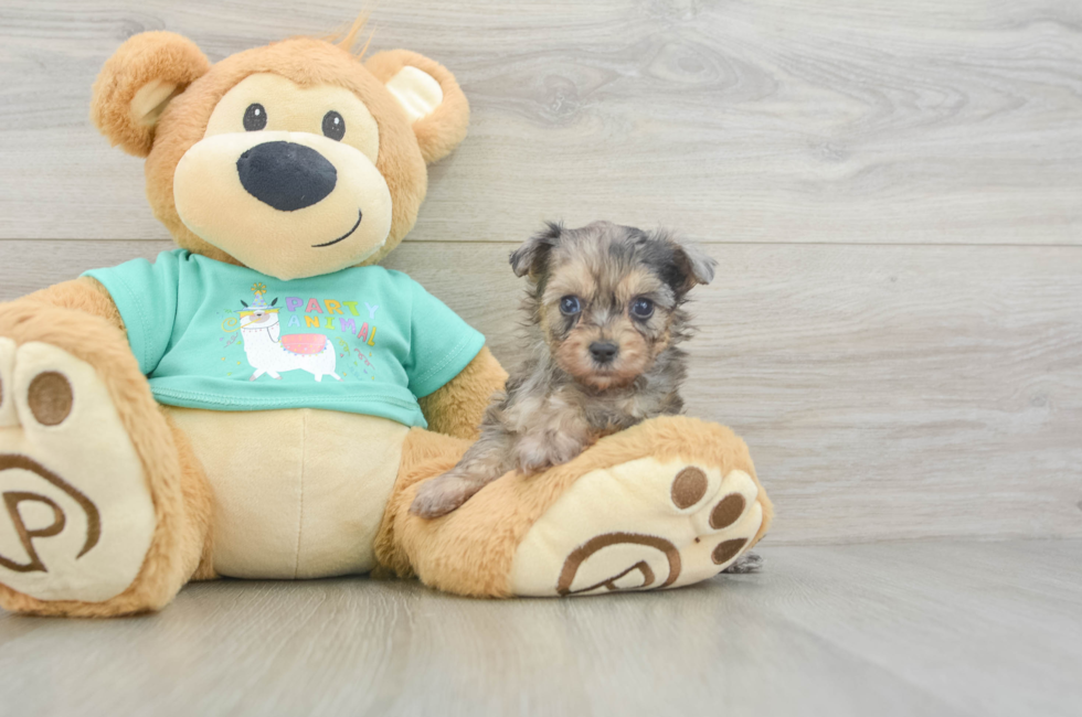 5 week old Yorkie Poo Puppy For Sale - Lone Star Pups