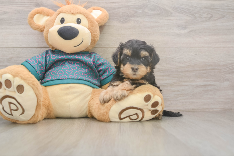 Funny Yorkie Poo Poodle Mix Pup