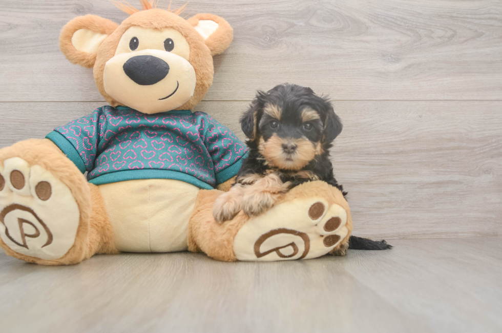 5 week old Yorkie Poo Puppy For Sale - Lone Star Pups