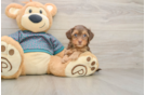 Adorable Yorkiedoodle Poodle Mix Puppy
