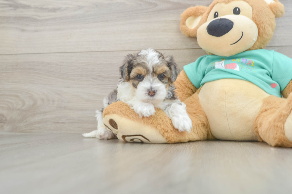 6 week old Yorkie Poo Puppy For Sale - Lone Star Pups