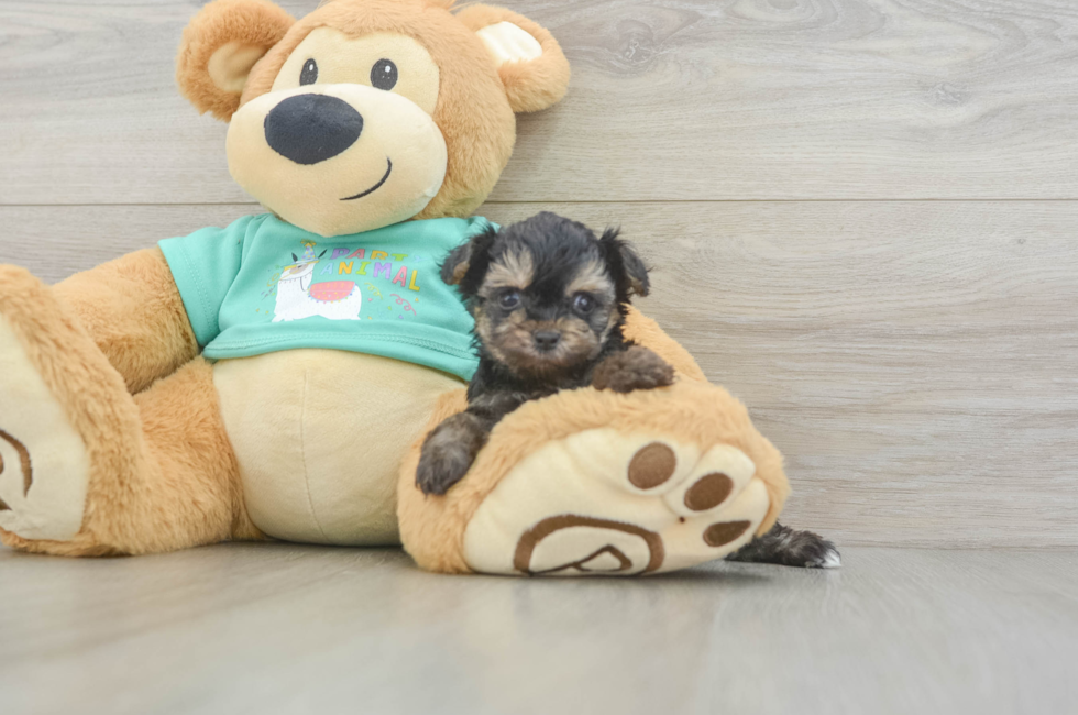 5 week old Yorkie Poo Puppy For Sale - Lone Star Pups