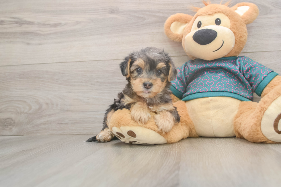 Friendly Yorkie Poo Baby