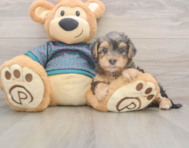 7 week old Yorkie Poo Puppy For Sale - Lone Star Pups