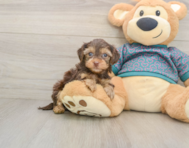 9 week old Yorkie Poo Puppy For Sale - Lone Star Pups