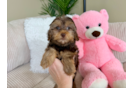 Best Yorkie Poo Baby