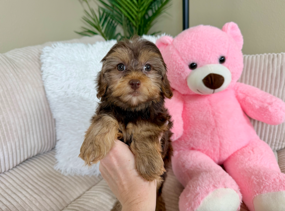 Best Yorkie Poo Baby