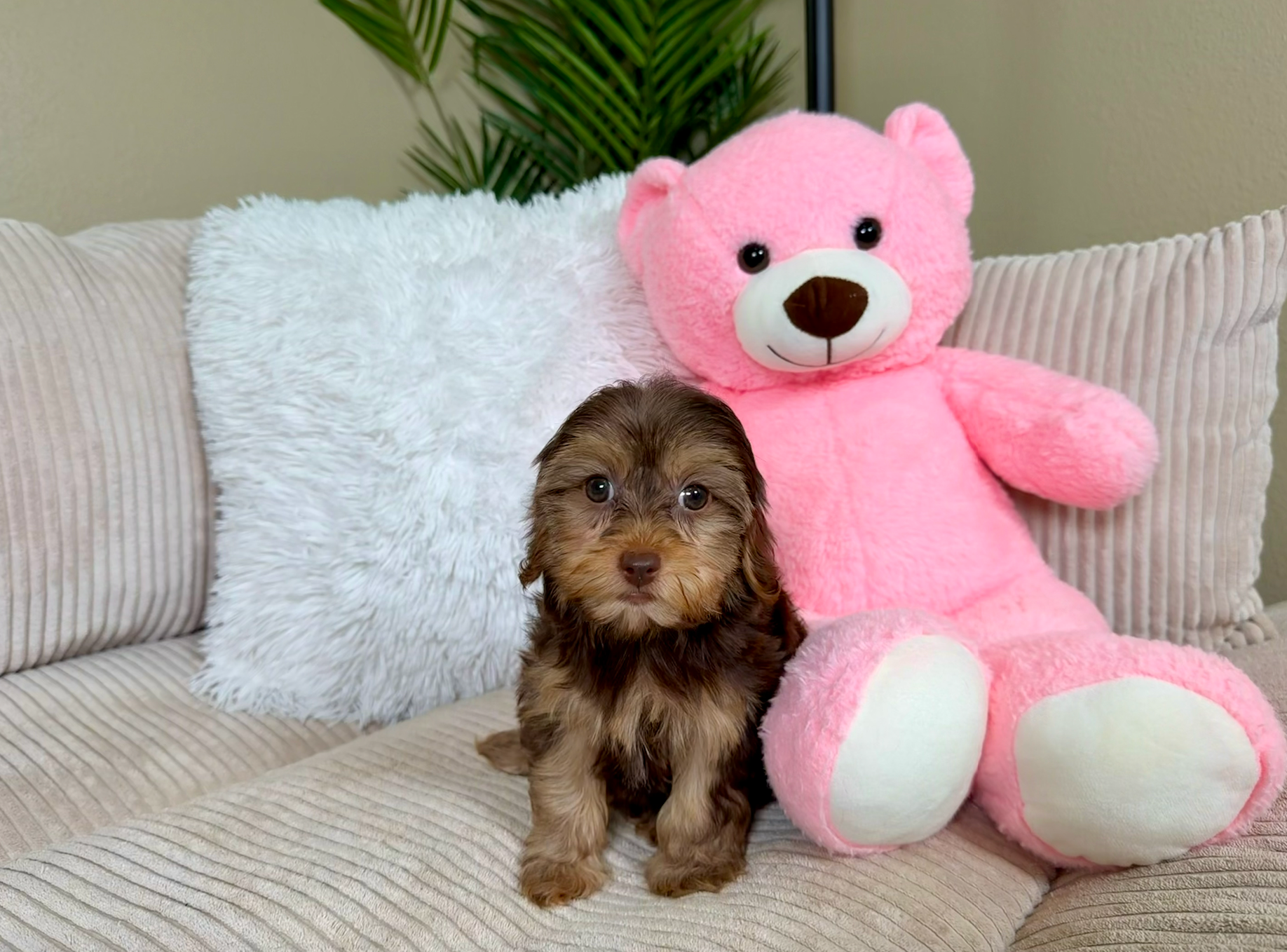 Cute Yorkie Poo Baby