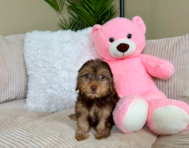 9 week old Yorkie Poo Puppy For Sale - Lone Star Pups