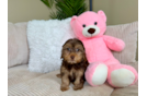 Cute Yorkie Poo Baby