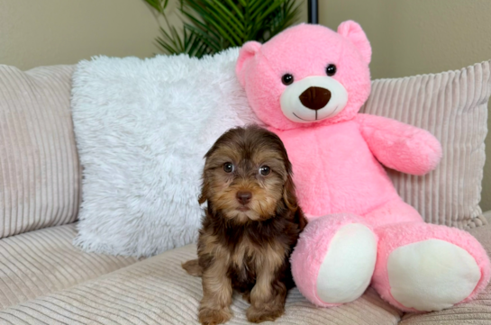 Cute Yorkie Poo Baby