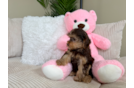 Yorkie Poo Pup Being Cute