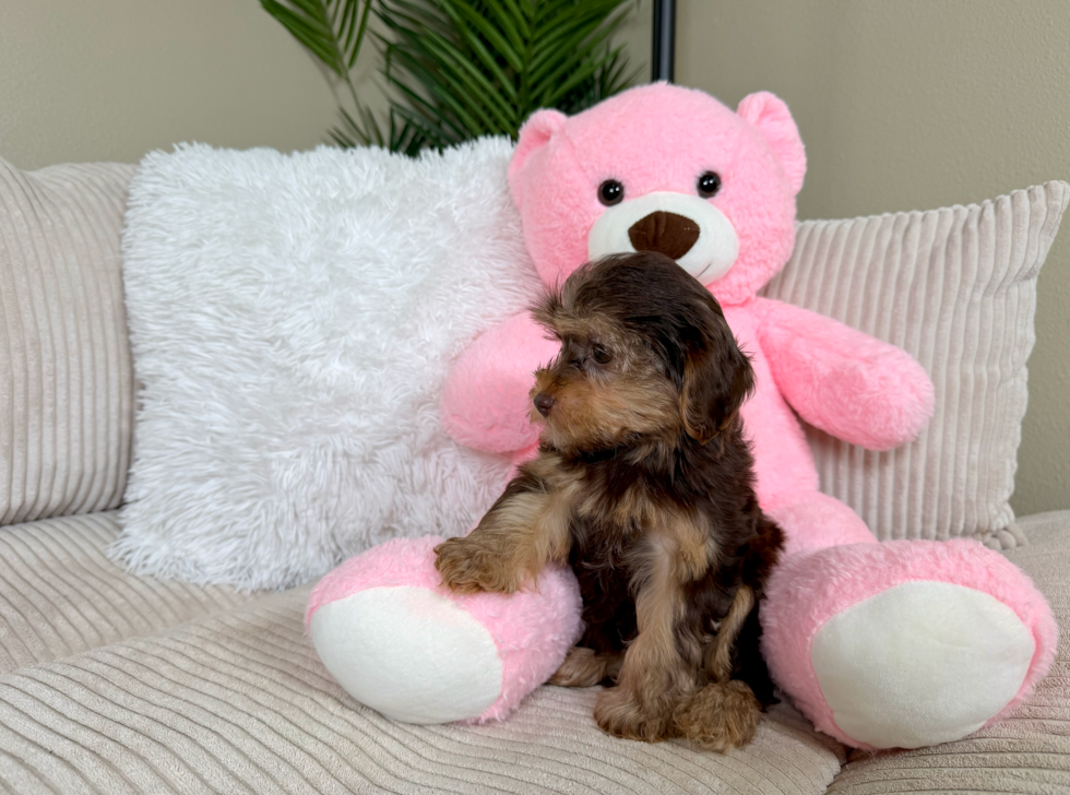 Yorkie Poo Pup Being Cute