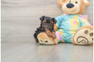 Sweet Yorkie Poo Baby