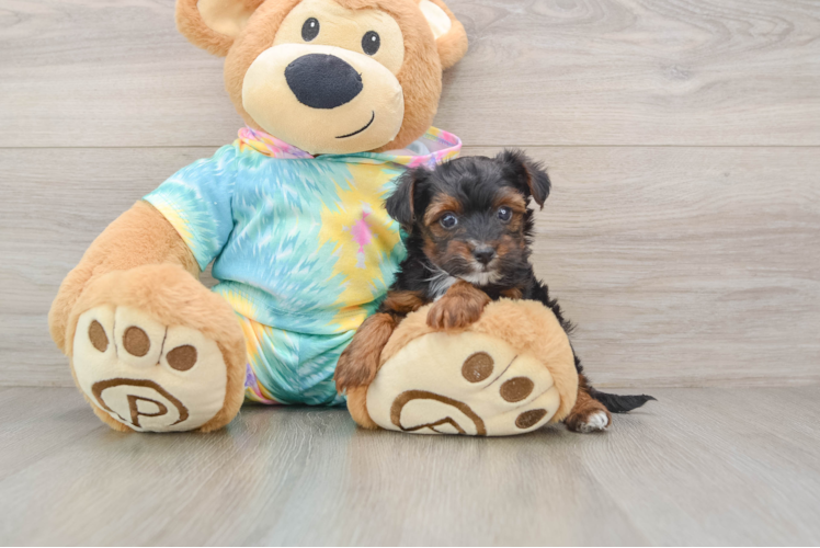 Small Yorkie Poo Baby