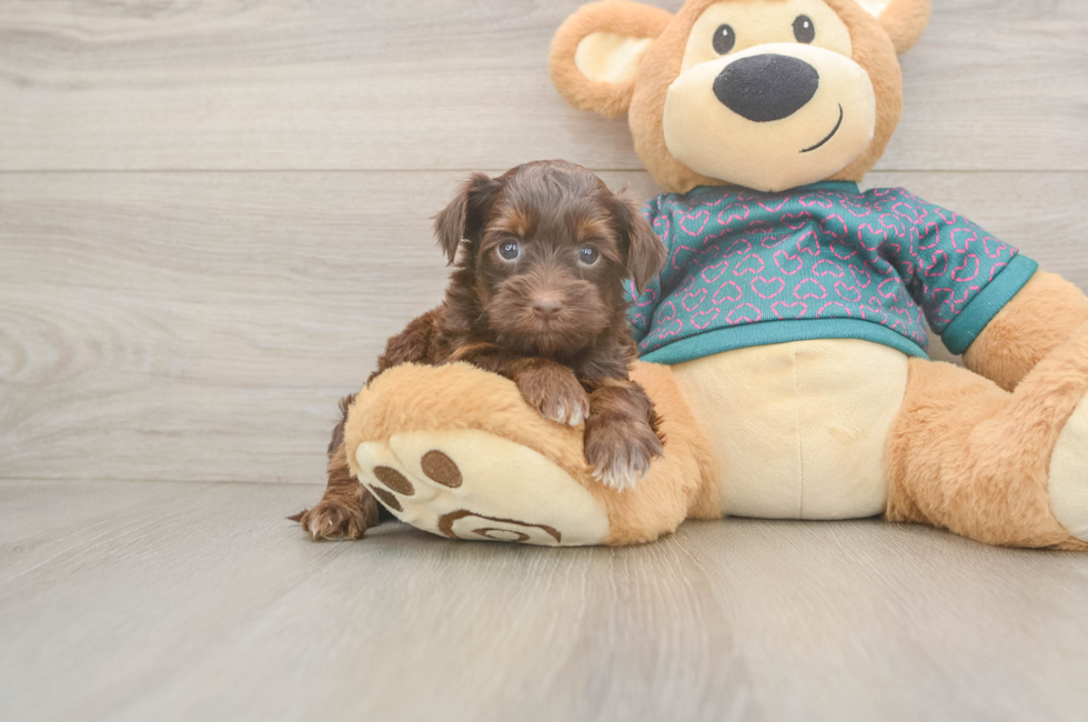 5 week old Yorkie Poo Puppy For Sale - Lone Star Pups