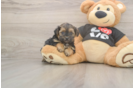 Yorkie Poo Puppy for Adoption