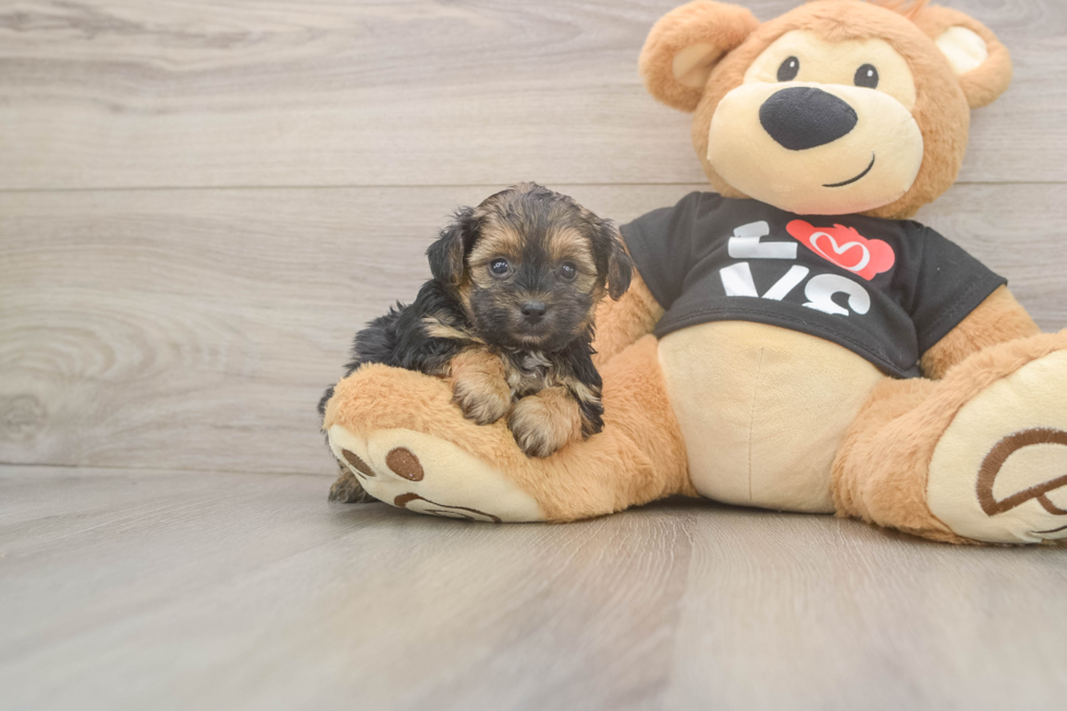 Yorkie Poo Puppy for Adoption