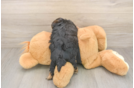 Best Yorkie Poo Baby