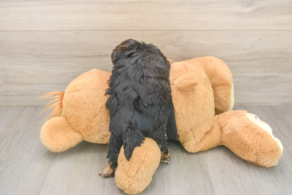 Best Yorkie Poo Baby